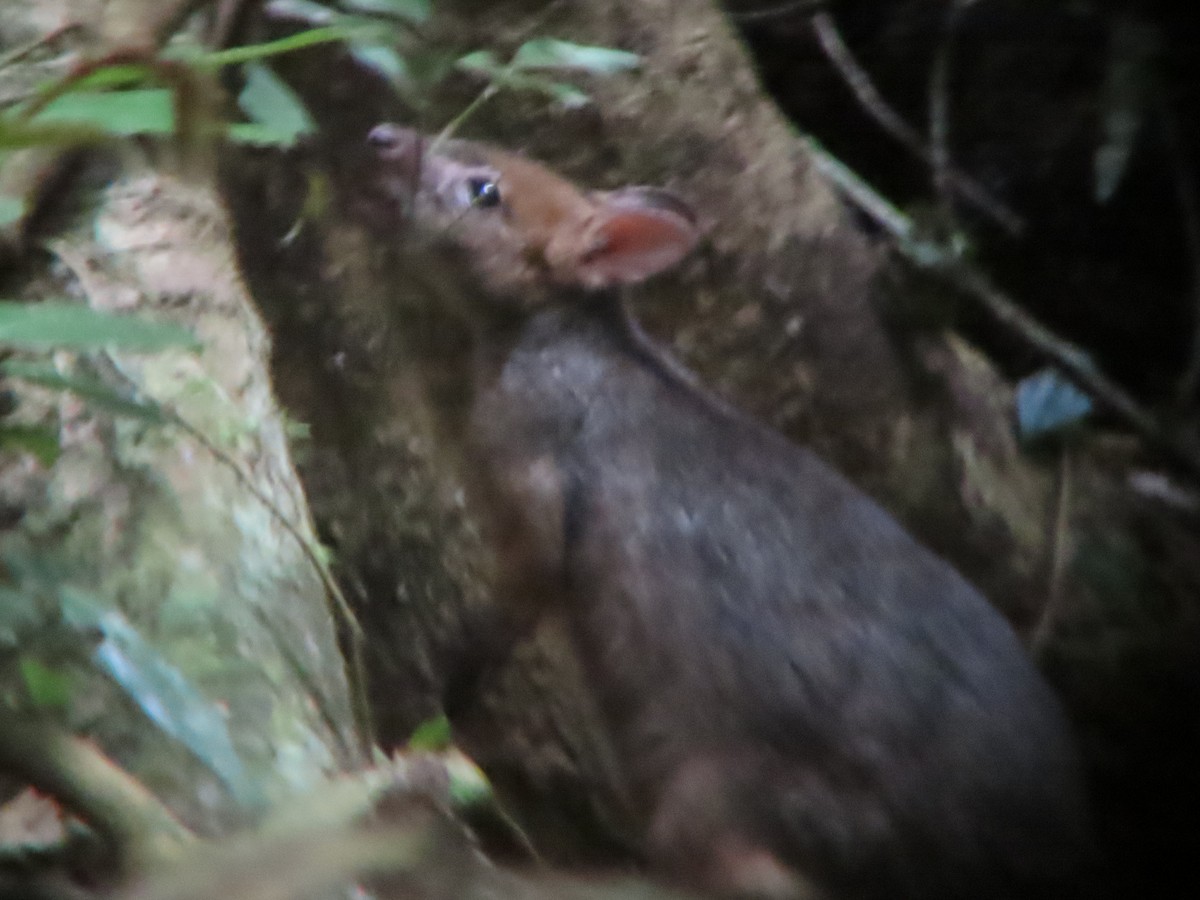 Red-legged Pademelon - ML635297934