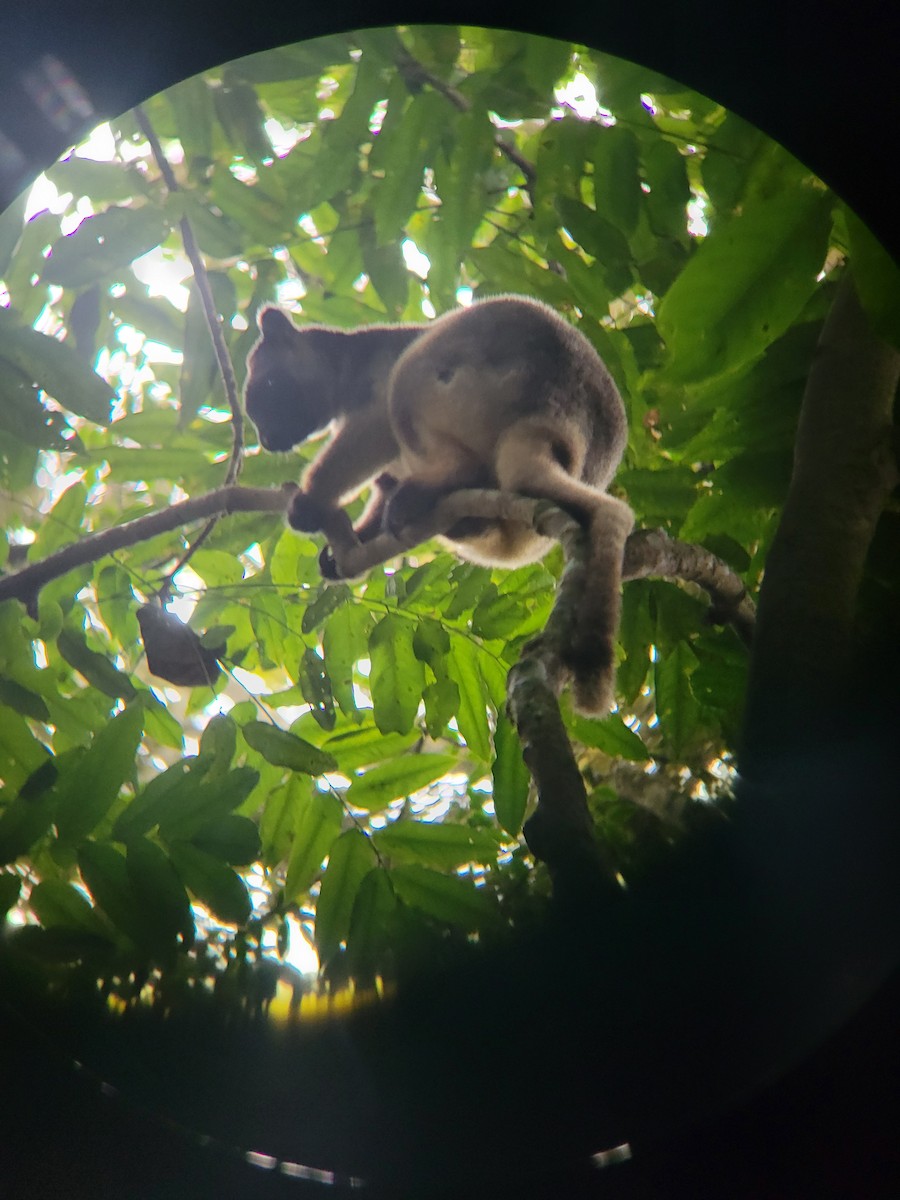 Lumholtz's Tree Kangaroo - ML635297997