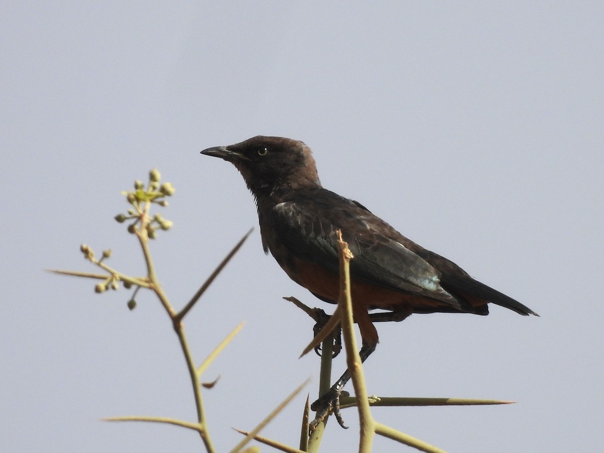 Chestnut-bellied Starling - ML635298067