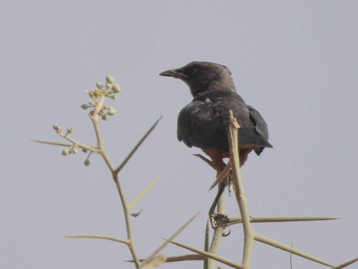 Chestnut-bellied Starling - ML635298068