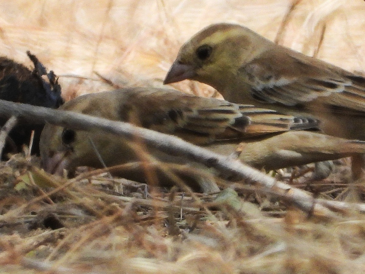 Sudan Golden Sparrow - ML635298078