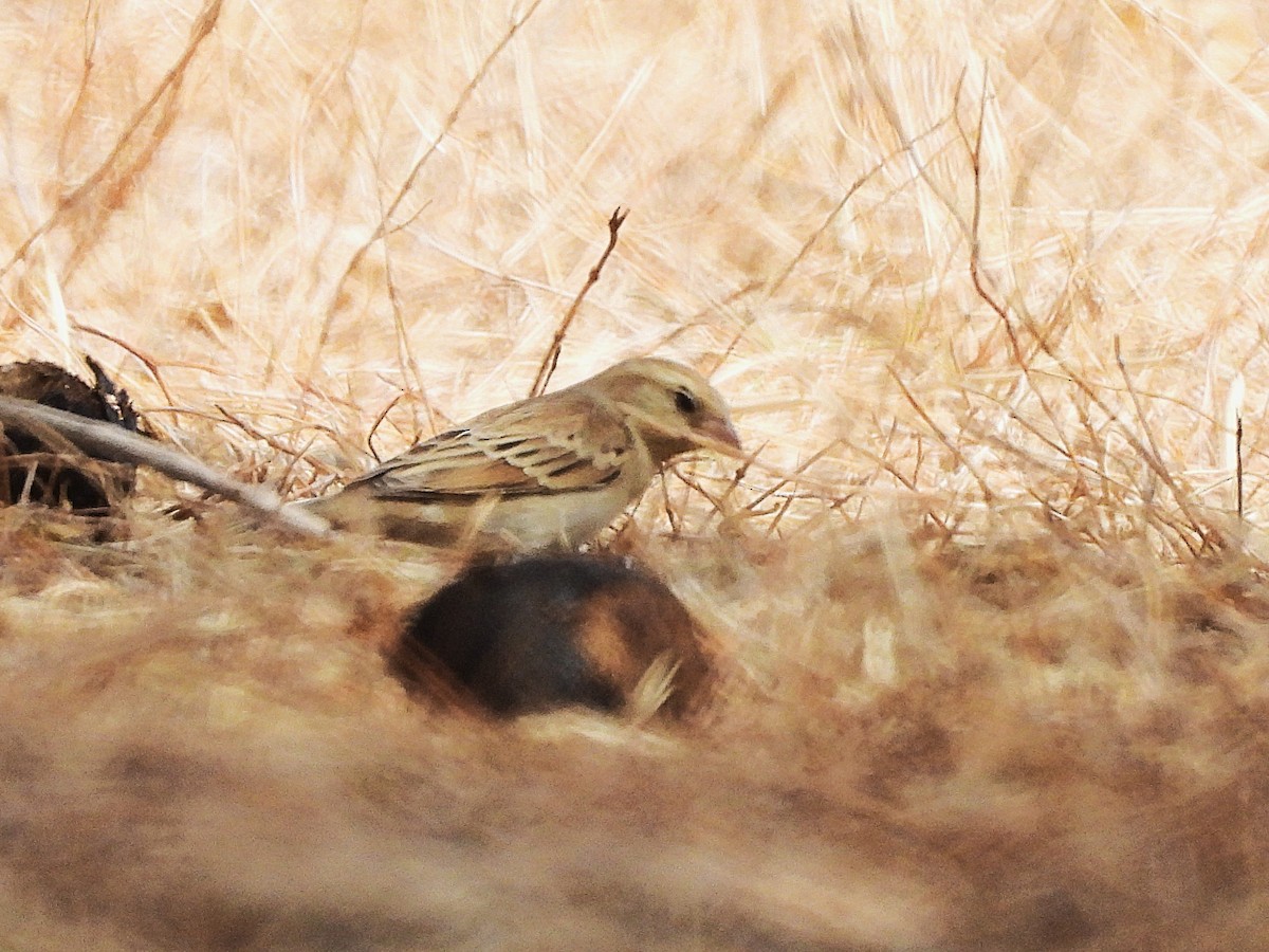 Sudan Golden Sparrow - ML635298079