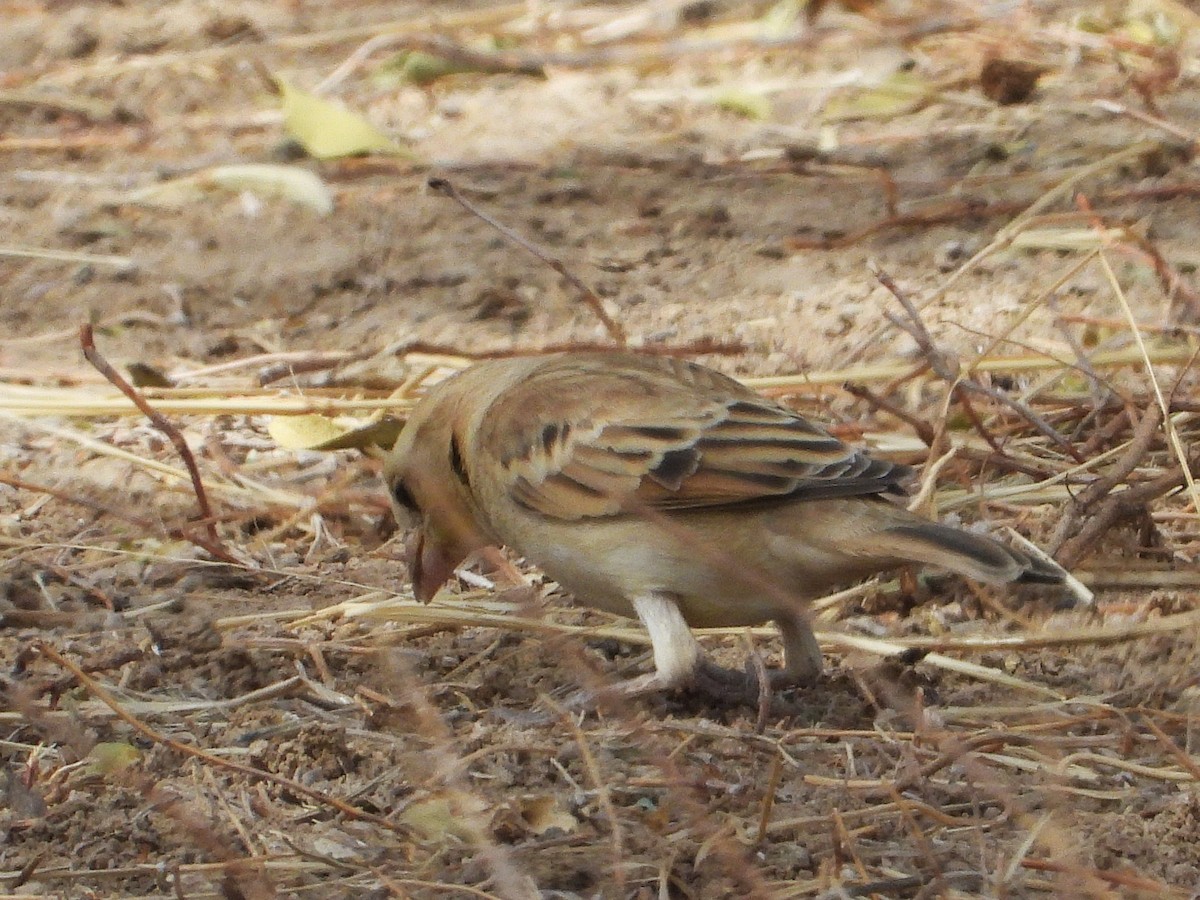 Sudan Golden Sparrow - ML635298080