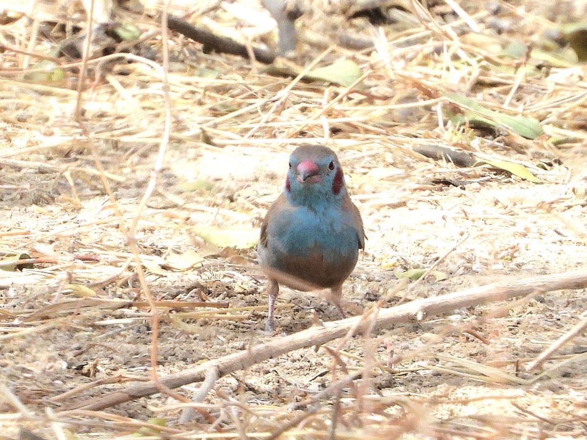 Cordonbleu à joues rouges - ML635298098