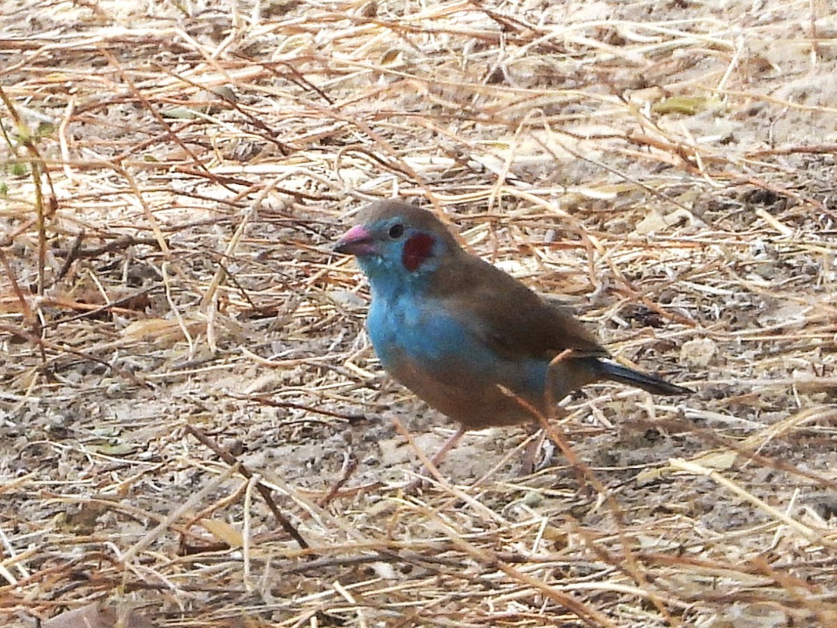 Cordonbleu à joues rouges - ML635298099