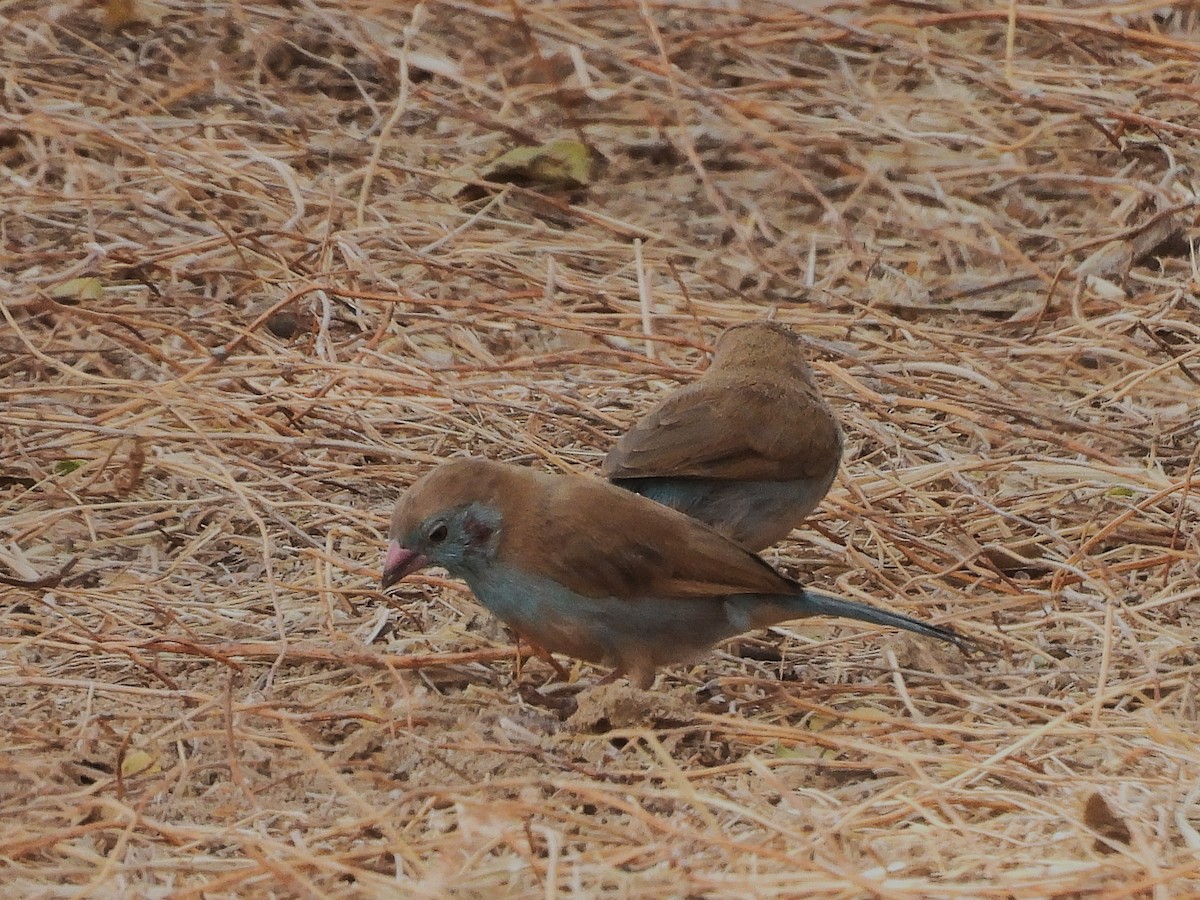 Cordonbleu à joues rouges - ML635298100