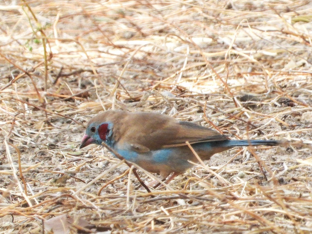 Cordonbleu à joues rouges - ML635298101