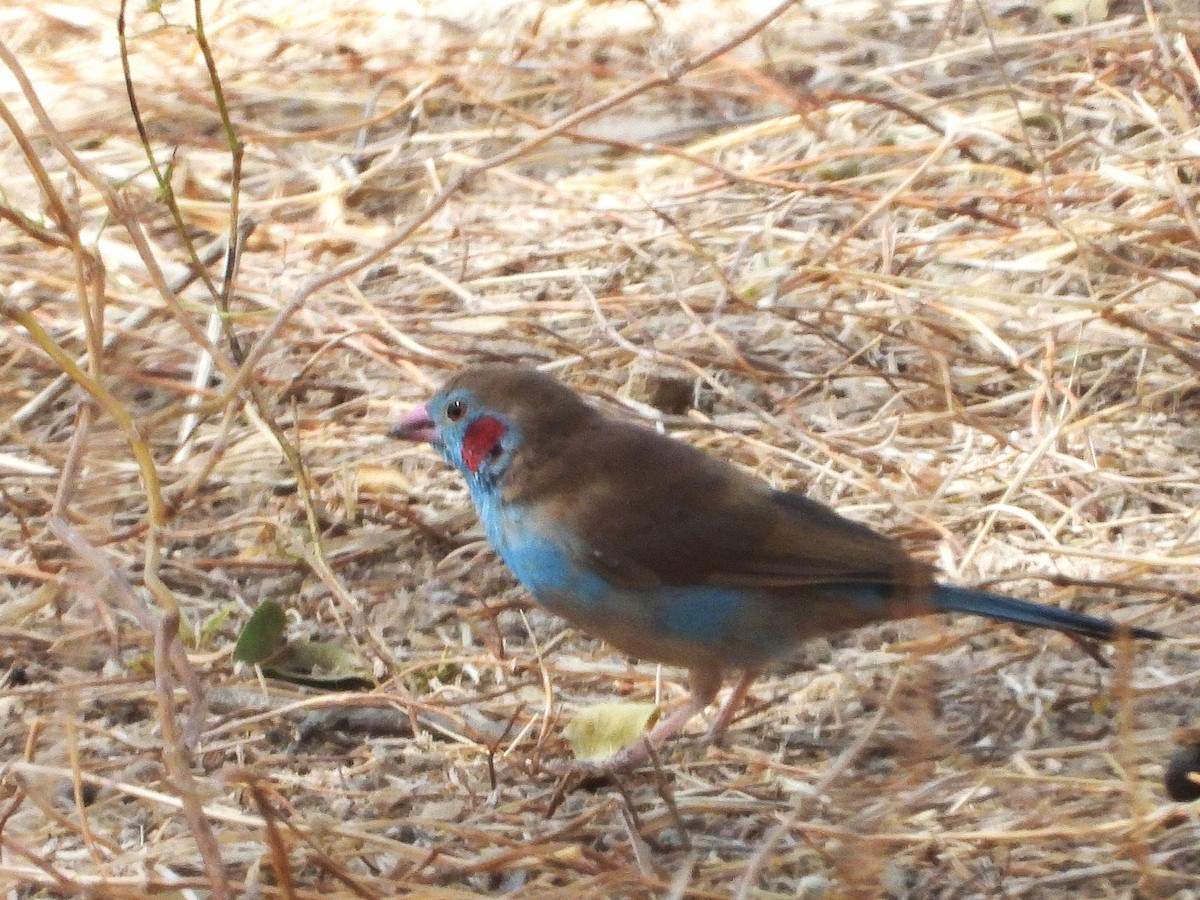 Cordonbleu à joues rouges - ML635298102
