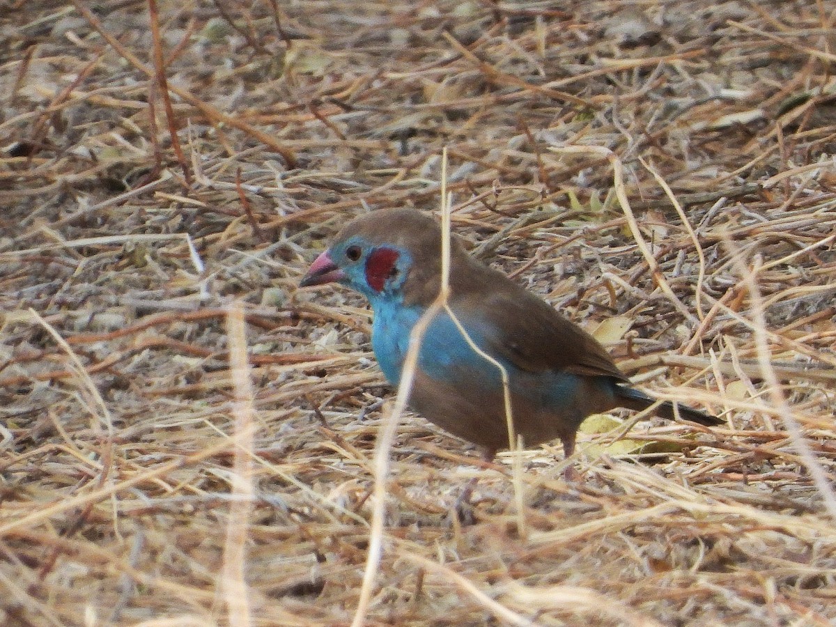 Cordonbleu à joues rouges - ML635298103