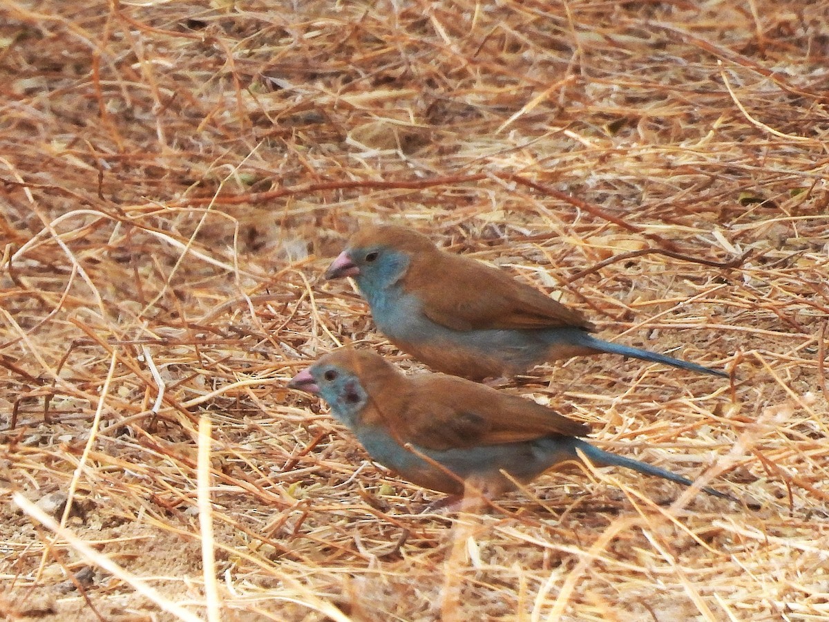 Cordonbleu à joues rouges - ML635298104