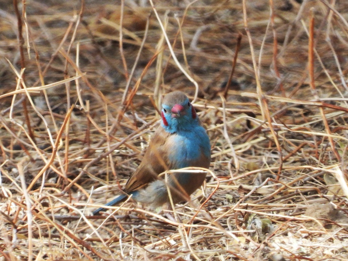 Cordonbleu à joues rouges - ML635298105