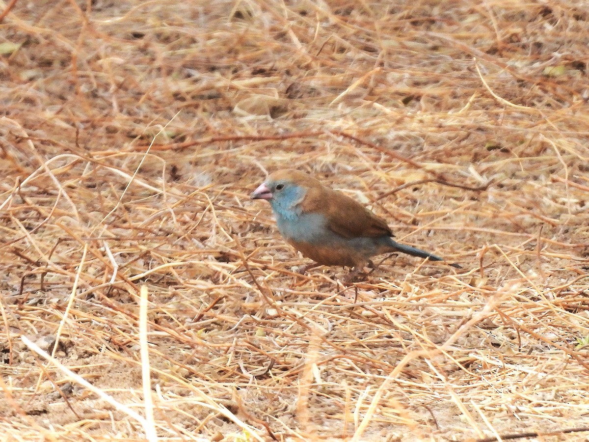 Cordonbleu à joues rouges - ML635298106