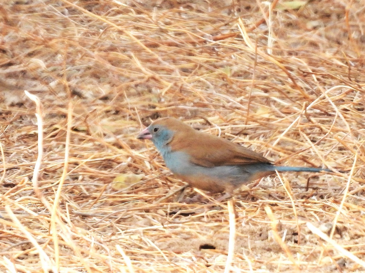 Cordonbleu à joues rouges - ML635298107