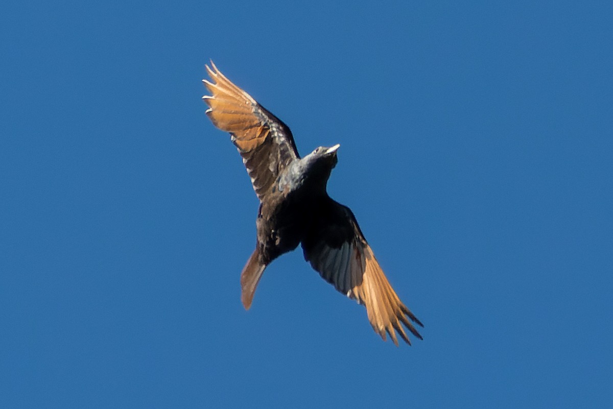 White-billed Starling - ML635298136
