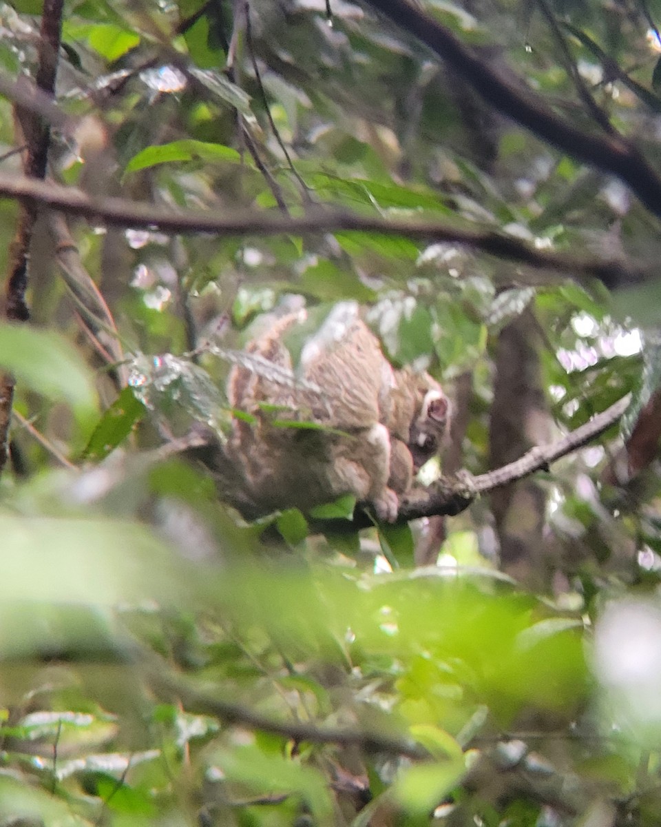 Green Ringtail - ML635298204