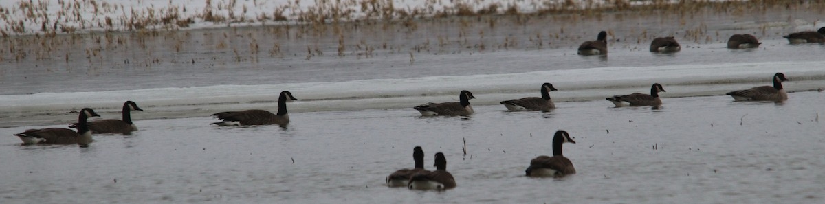 Branta kanadar txikia - ML635298210
