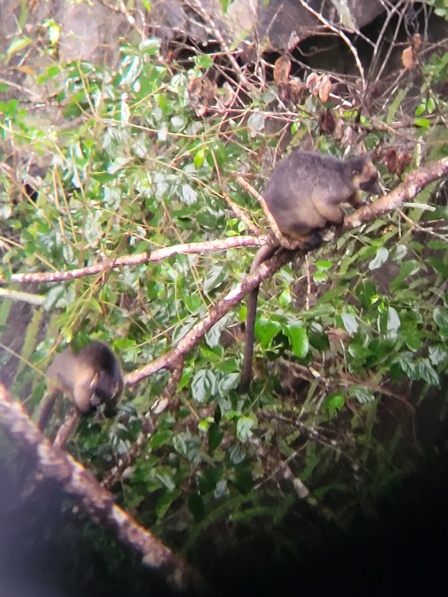 Lumholtz's Tree Kangaroo - ML635298235