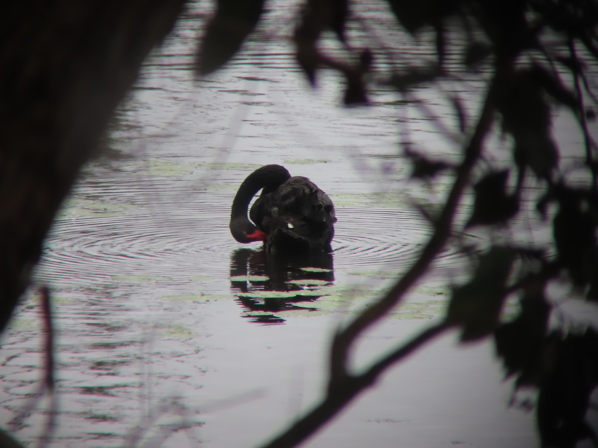 Black Swan - ML635298310