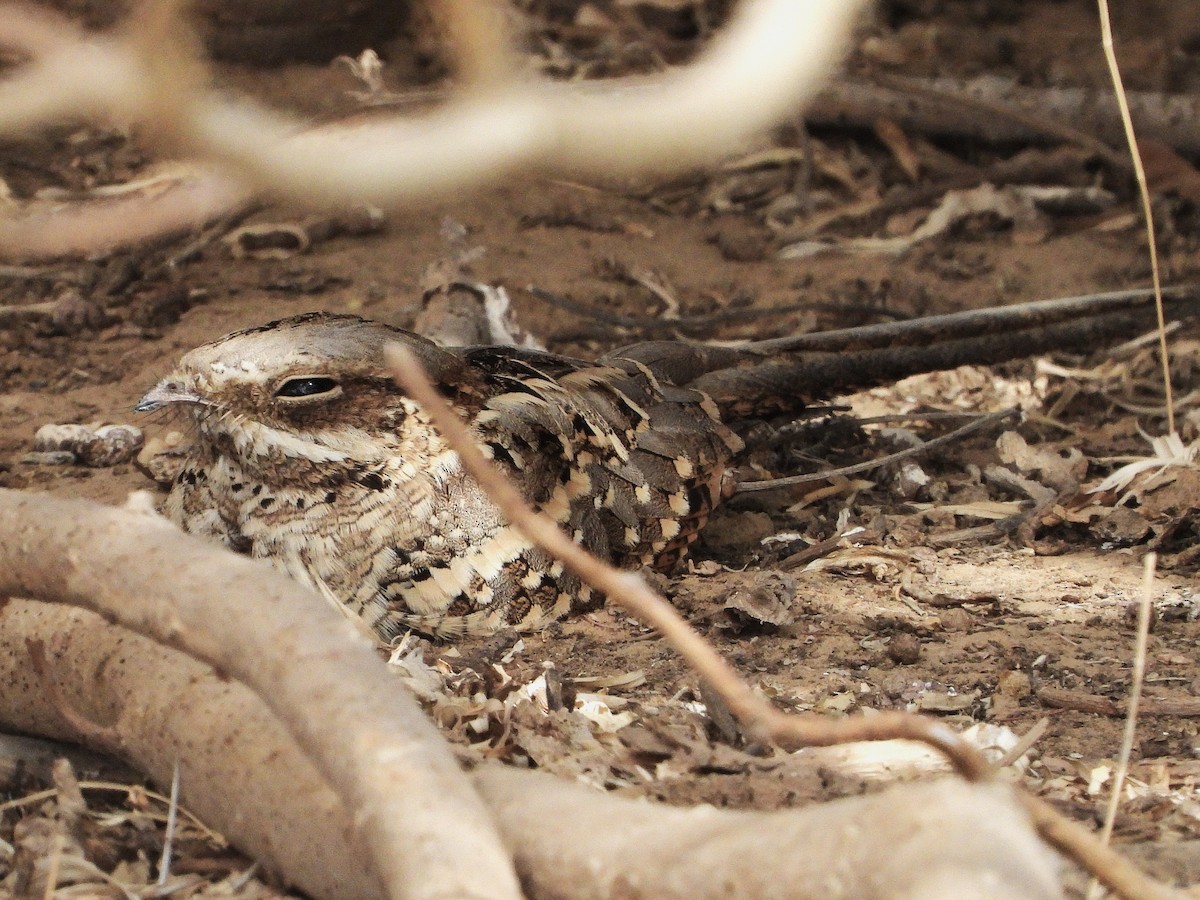 Long-tailed Nightjar - ML635298329