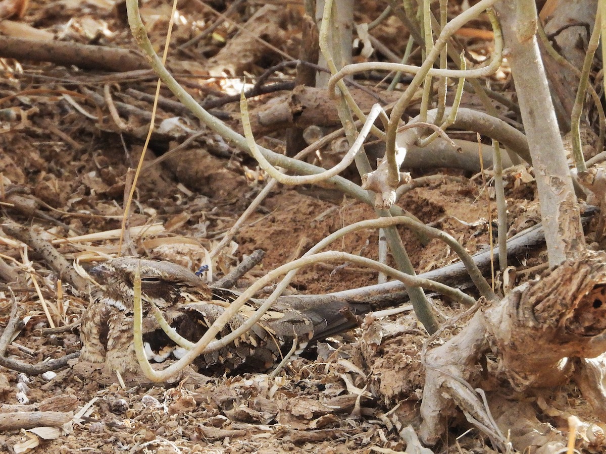 Long-tailed Nightjar - ML635298332