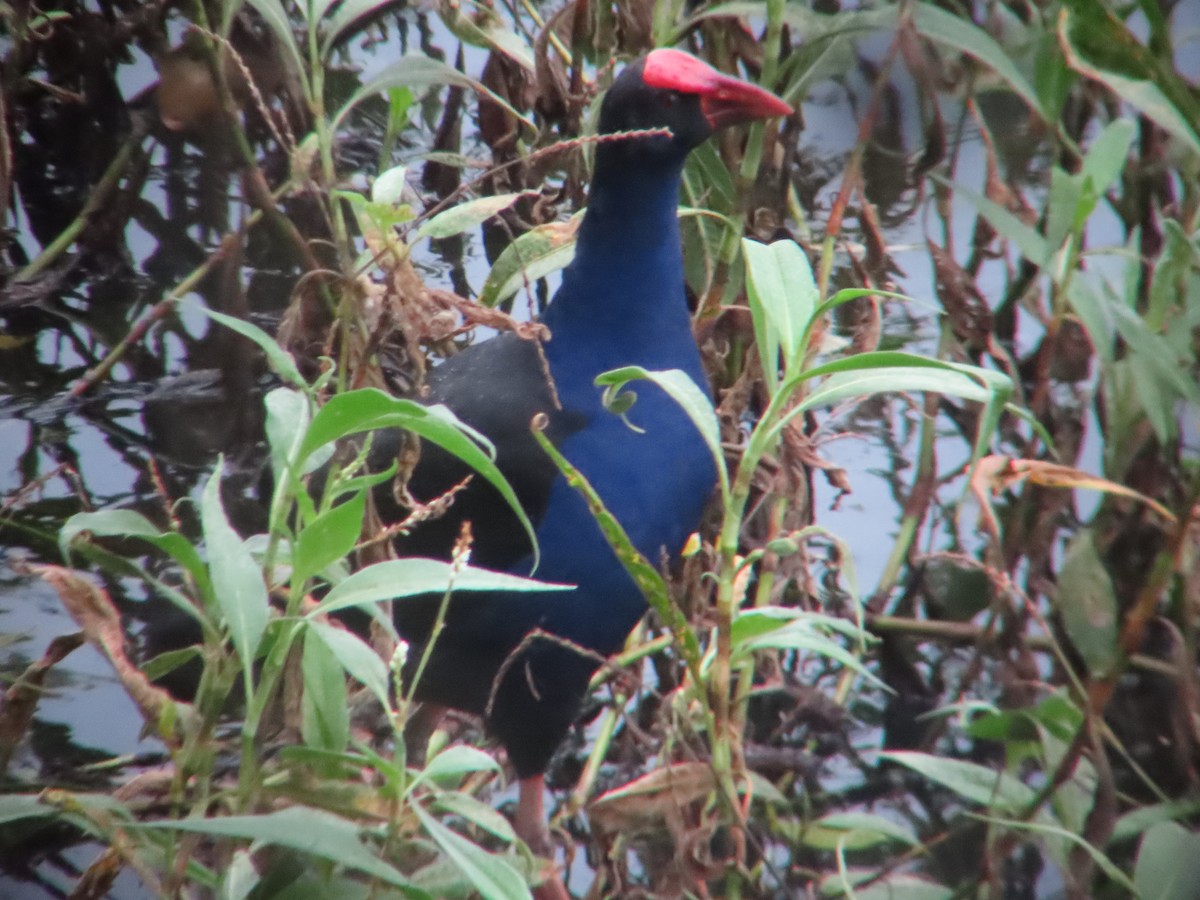 Australasian Swamphen - ML635298376