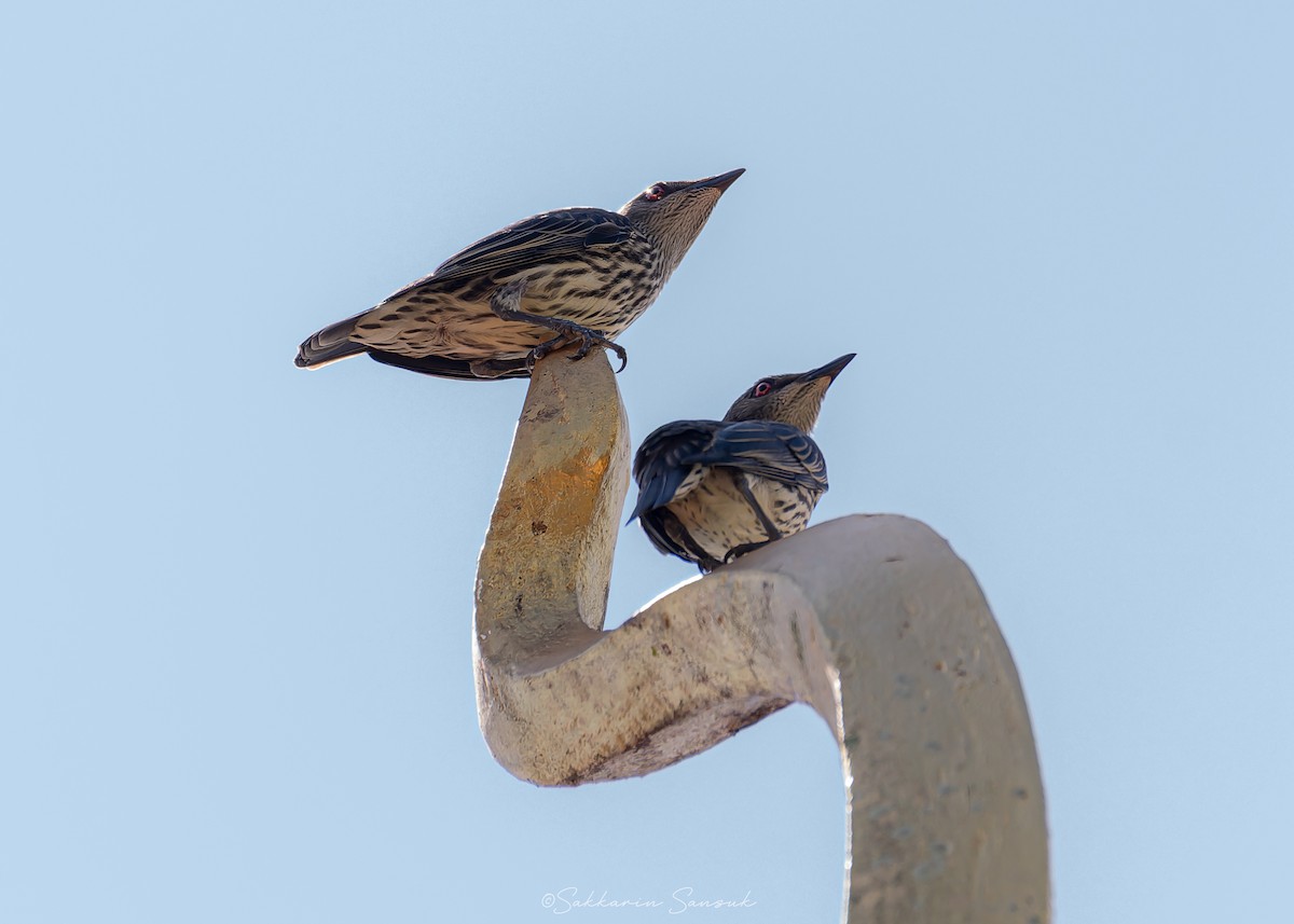 Asian Glossy Starling - ML635298388