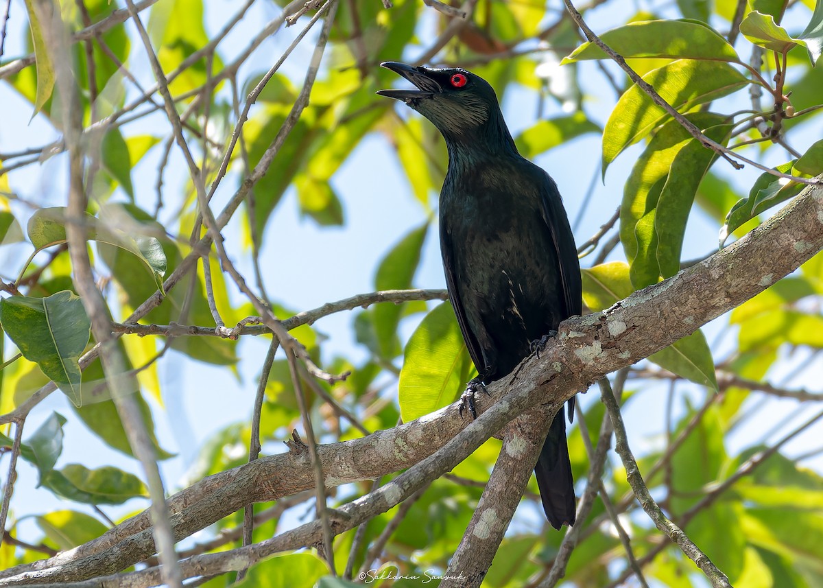 Asian Glossy Starling - ML635298392