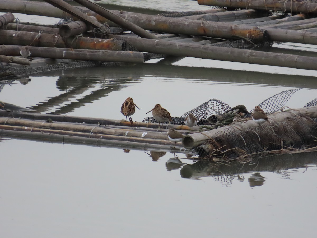 Common Snipe - ML635298396