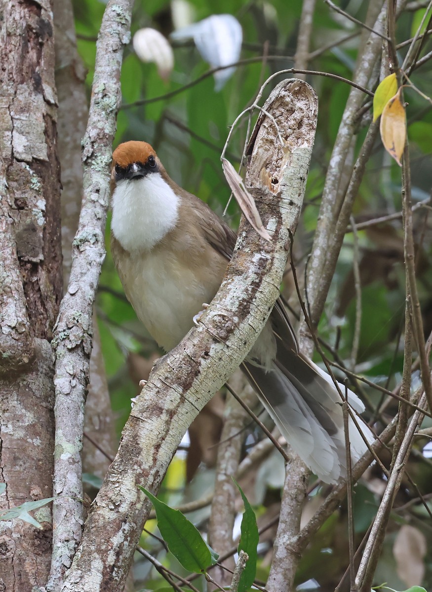 Rufous-crowned Laughingthrush - ML635298424