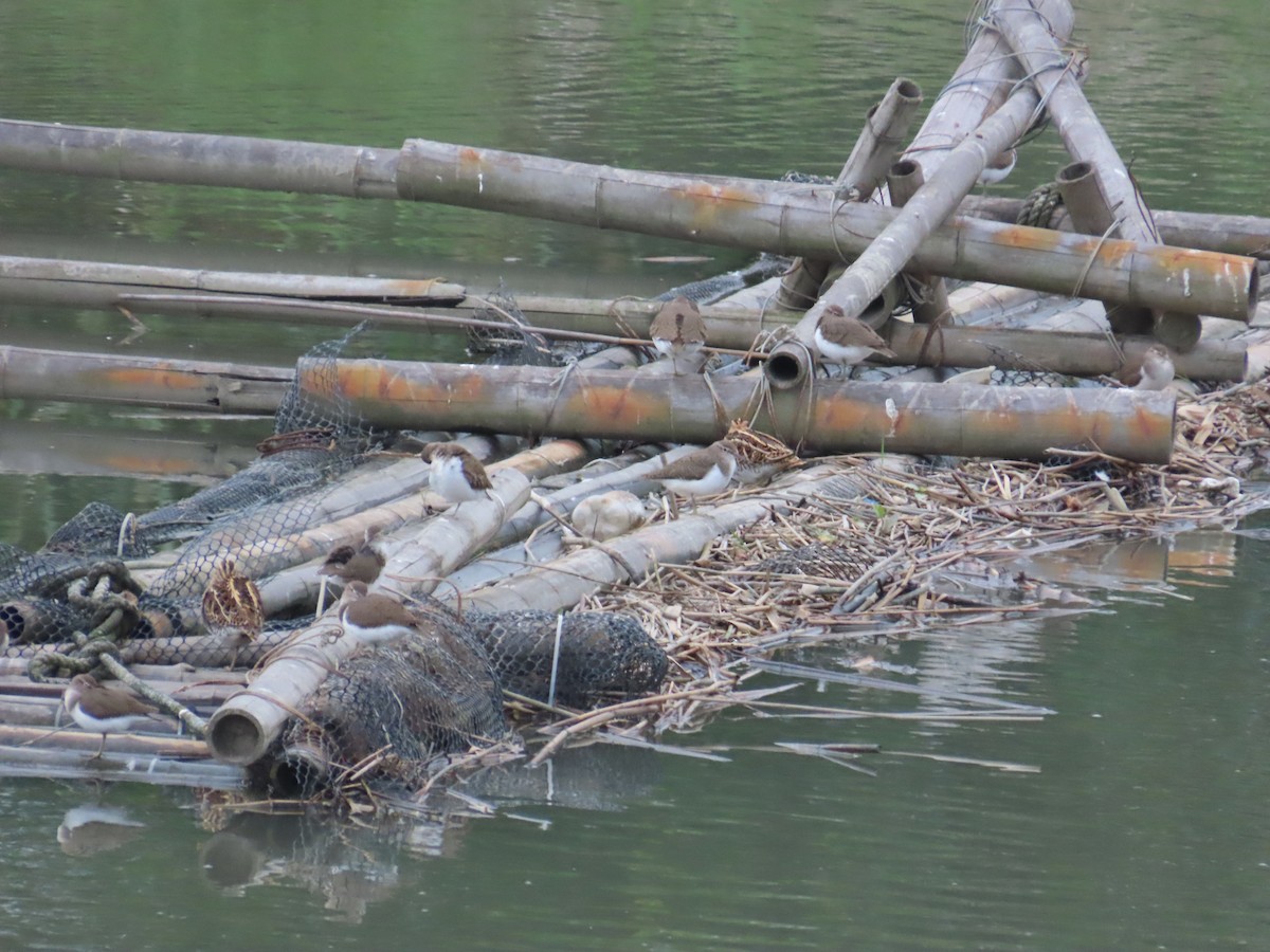 Common Snipe - ML635298427