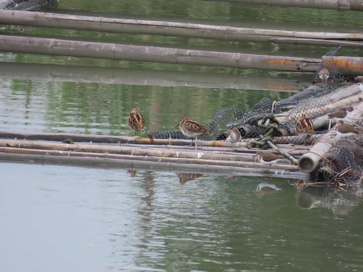 Common Snipe - ML635298428