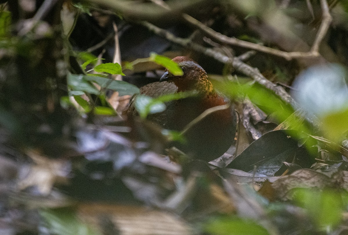 Chestnut-breasted Partridge - ML635298477