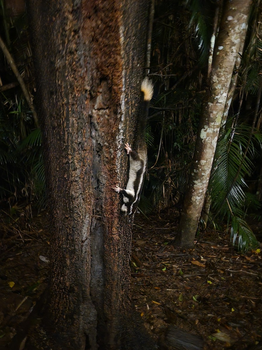 Striped Possum - ML635298491