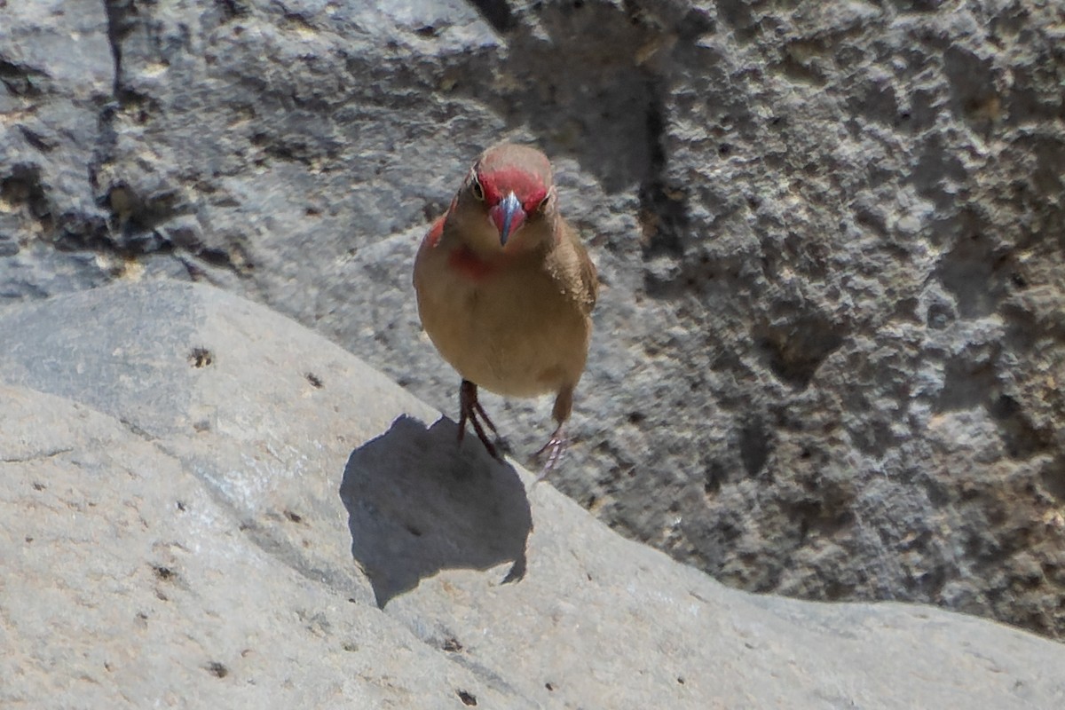 Red-billed Firefinch - ML635298508