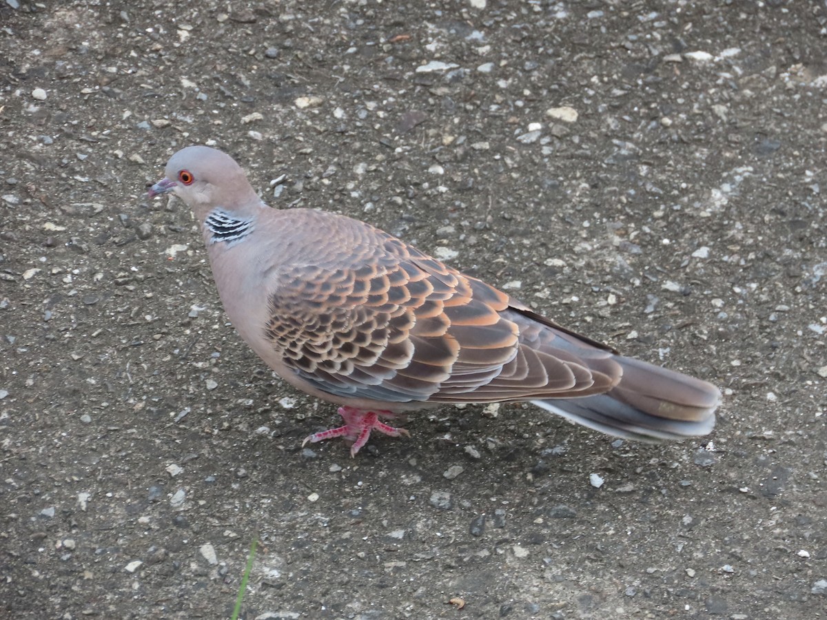 Oriental Turtle-Dove - ML635298511