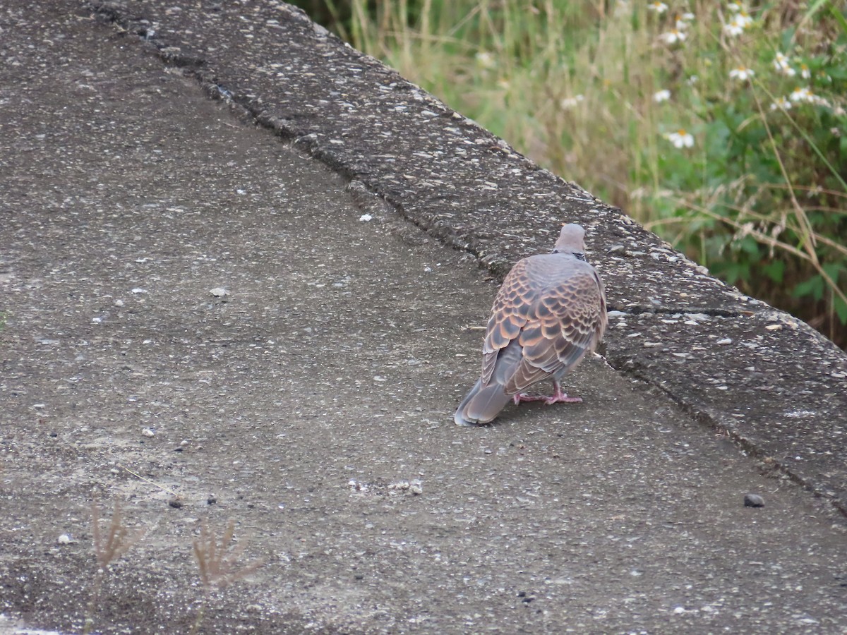 Oriental Turtle-Dove - ML635298513