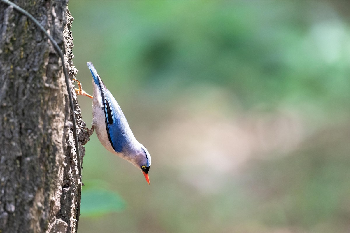 Velvet-fronted Nuthatch - ML635298527