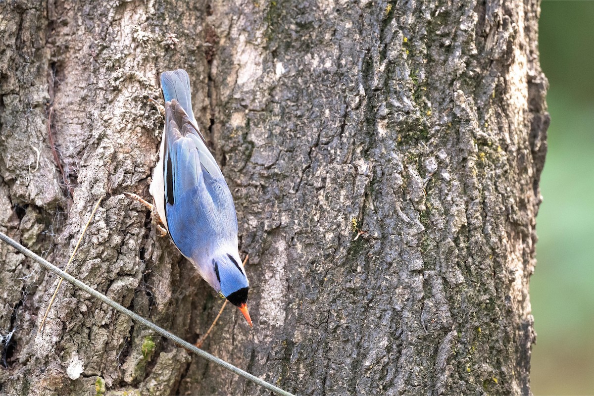 Velvet-fronted Nuthatch - ML635298528