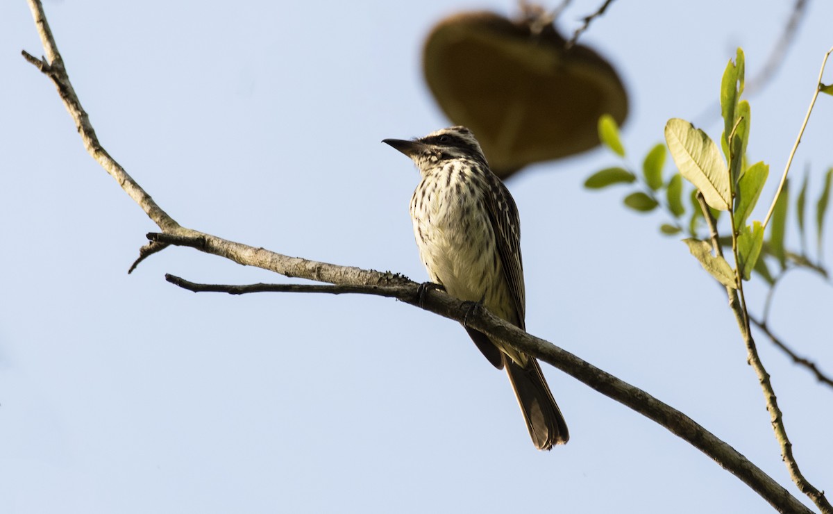 Streaked Flycatcher - ML635298533