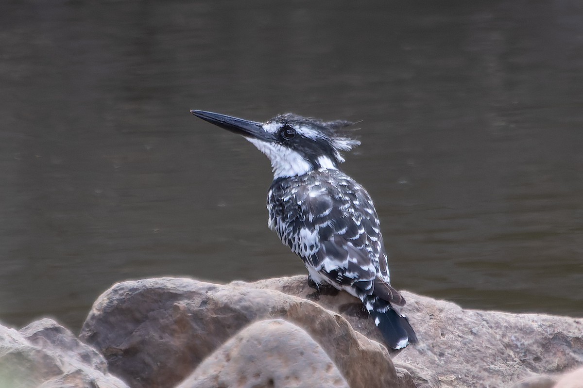 ヒメヤマセミ - ML635298580