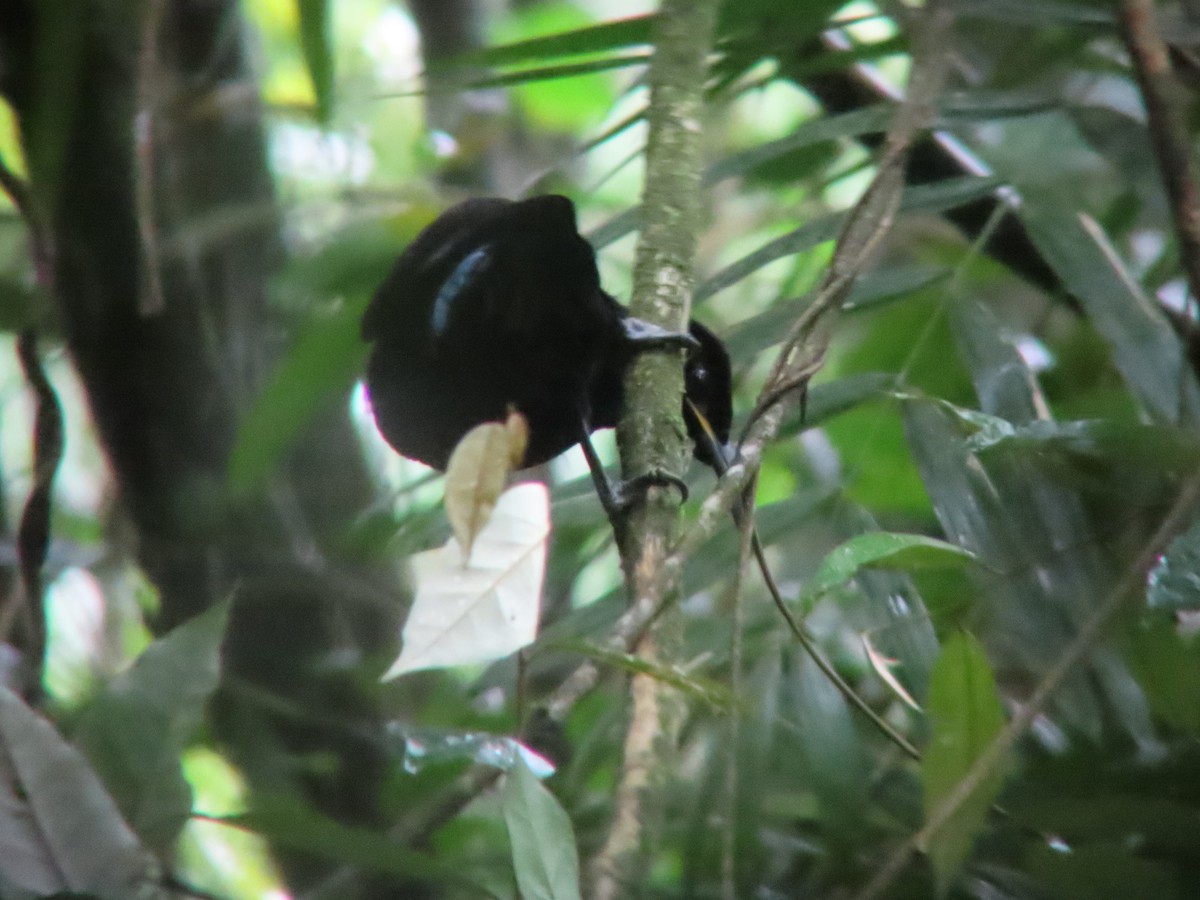 Victoria's Riflebird - ML635298615