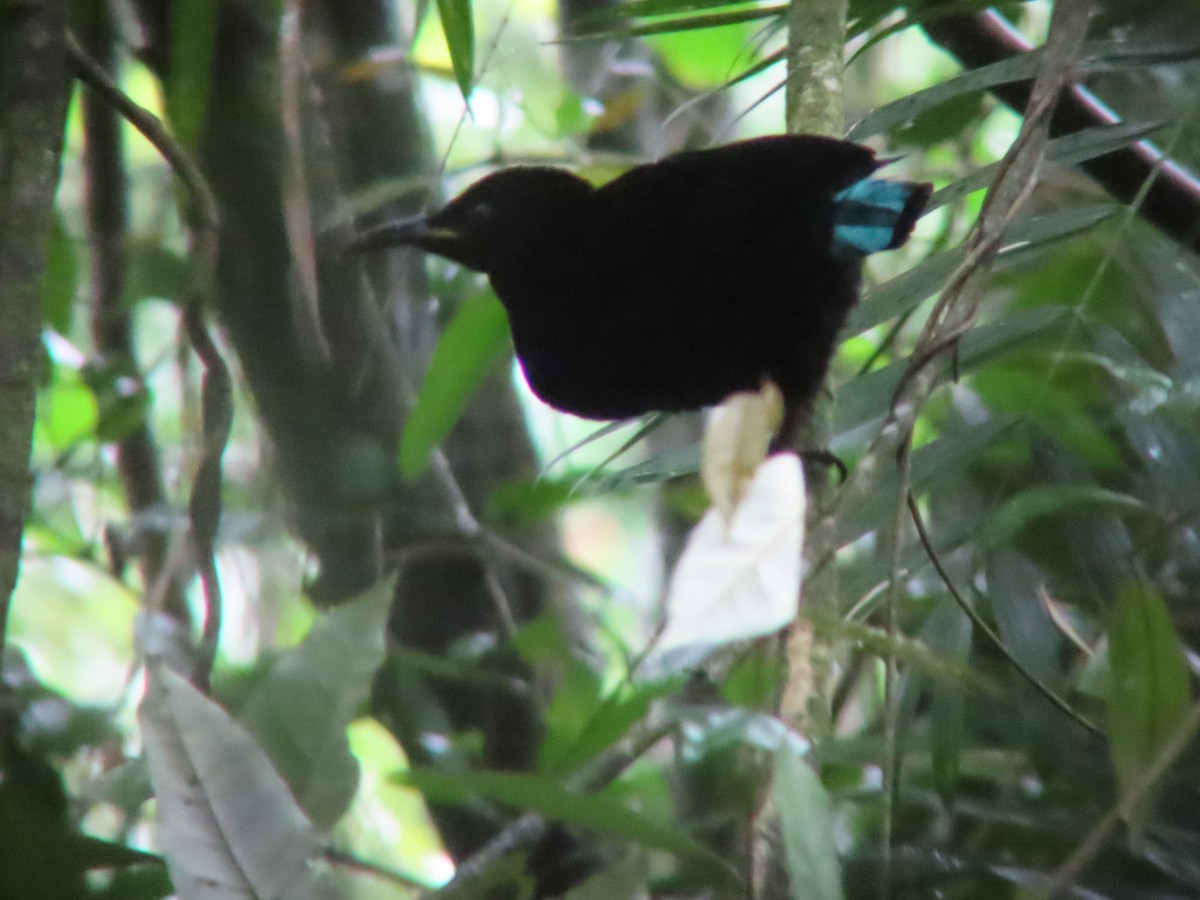 Victoria's Riflebird - ML635298616