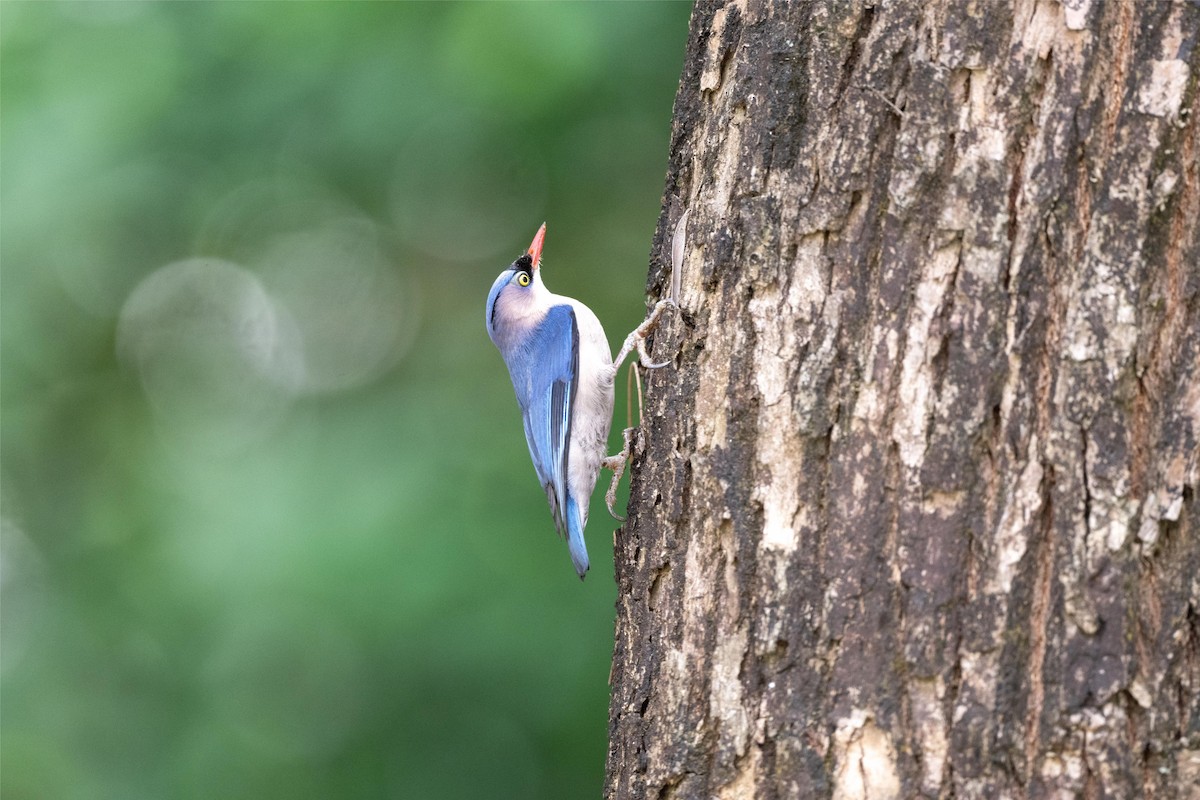 Velvet-fronted Nuthatch - ML635298641