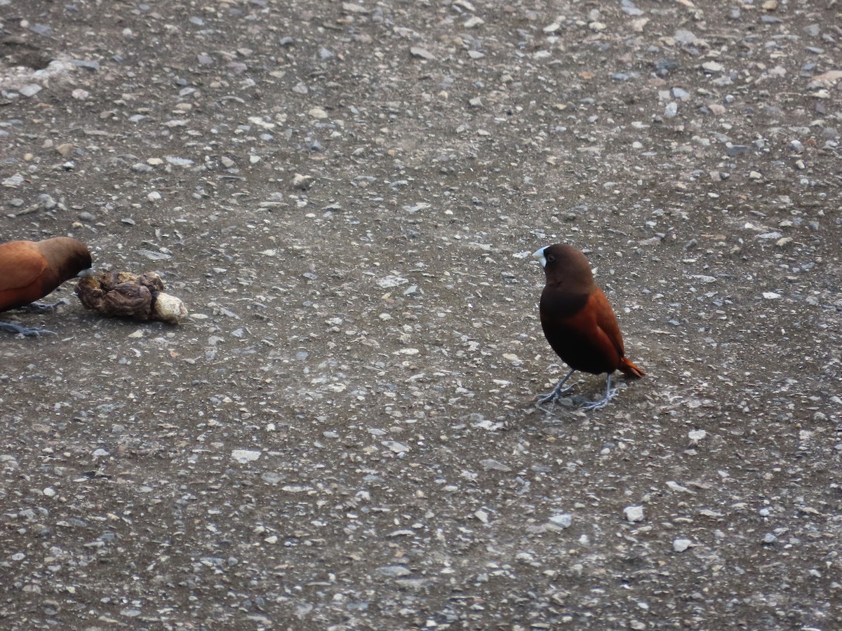 Chestnut Munia - ML635298666