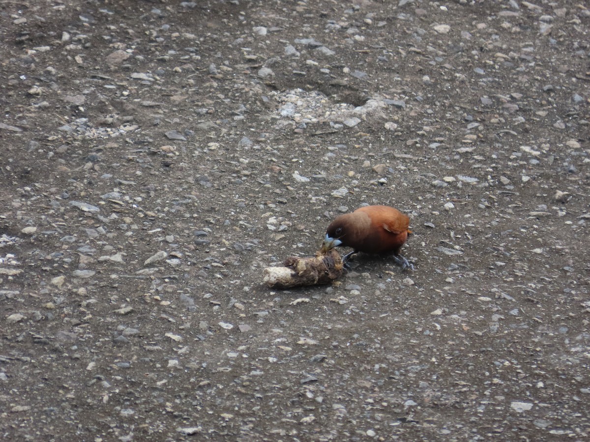 Chestnut Munia - ML635298667