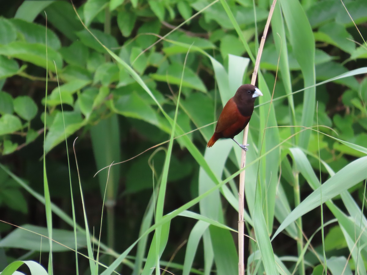 Chestnut Munia - ML635298669