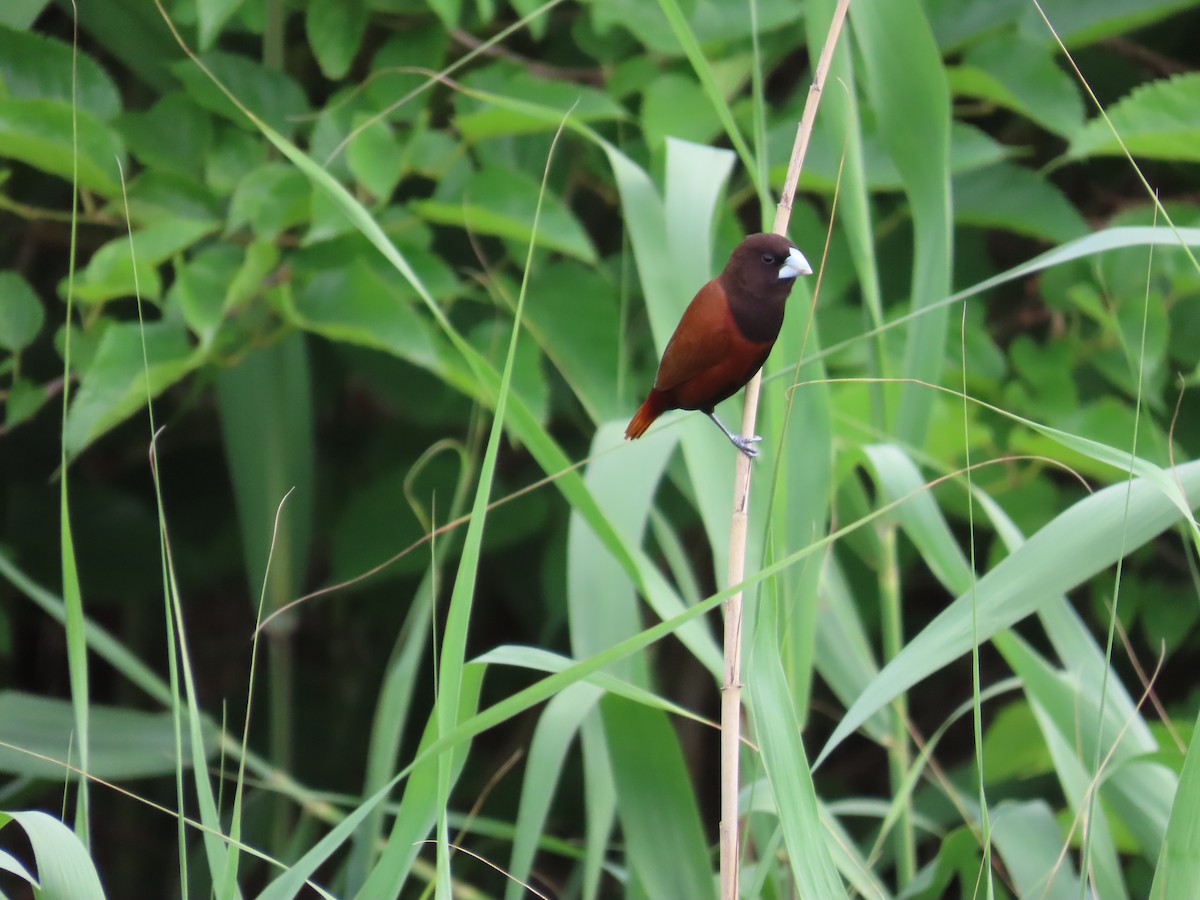 Chestnut Munia - ML635298670