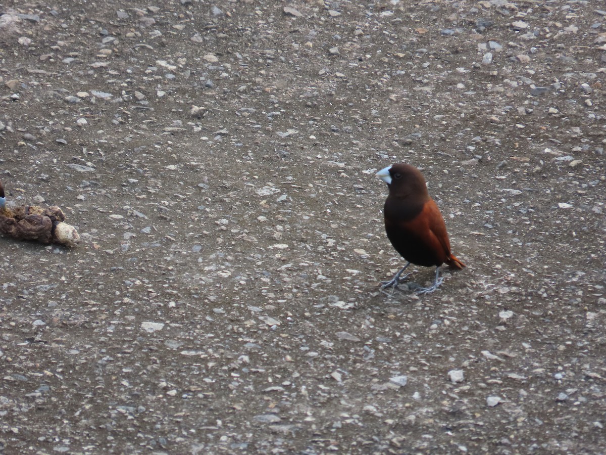 Chestnut Munia - ML635298671