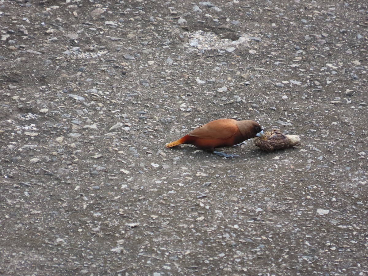 Chestnut Munia - ML635298672