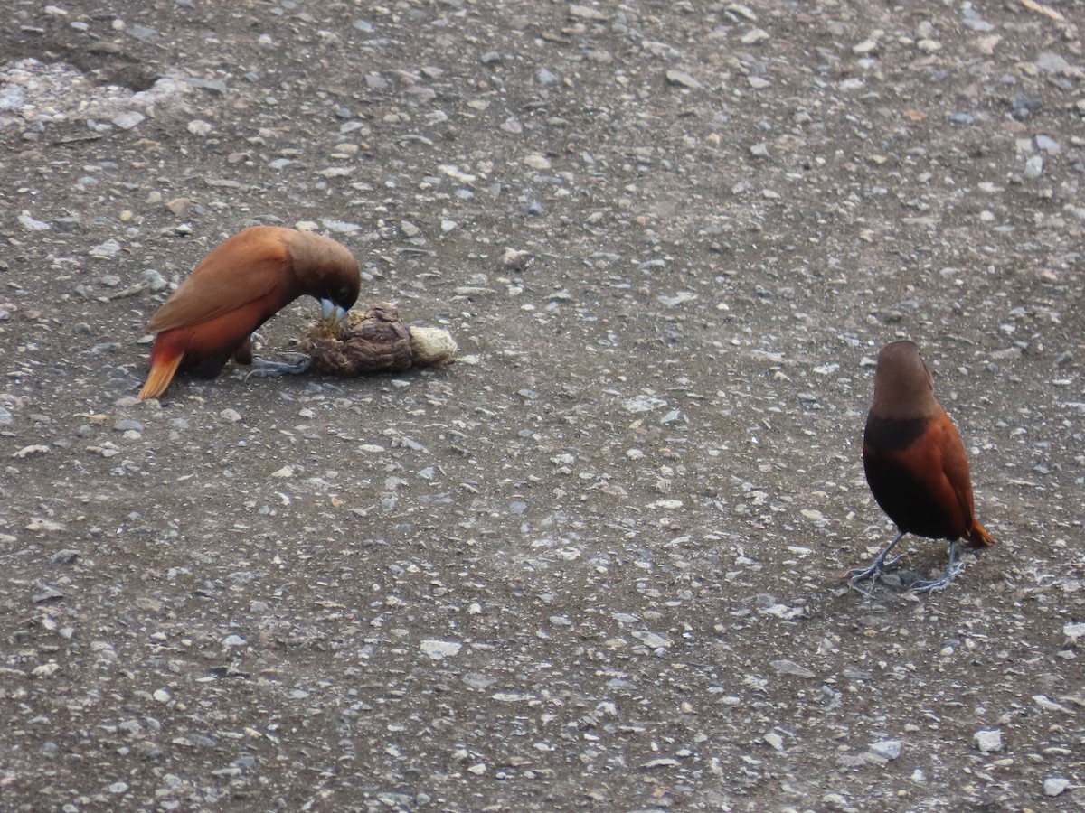 Chestnut Munia - ML635298673